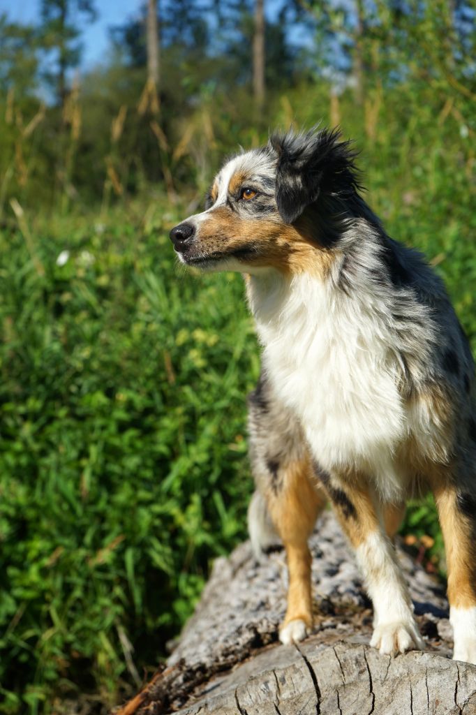 Oméga Des Onyx Du Mont Clair