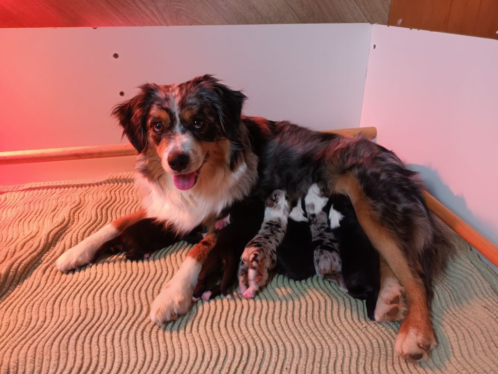 chiot Berger Américain Miniature  Des Onyx Du Mont Clair