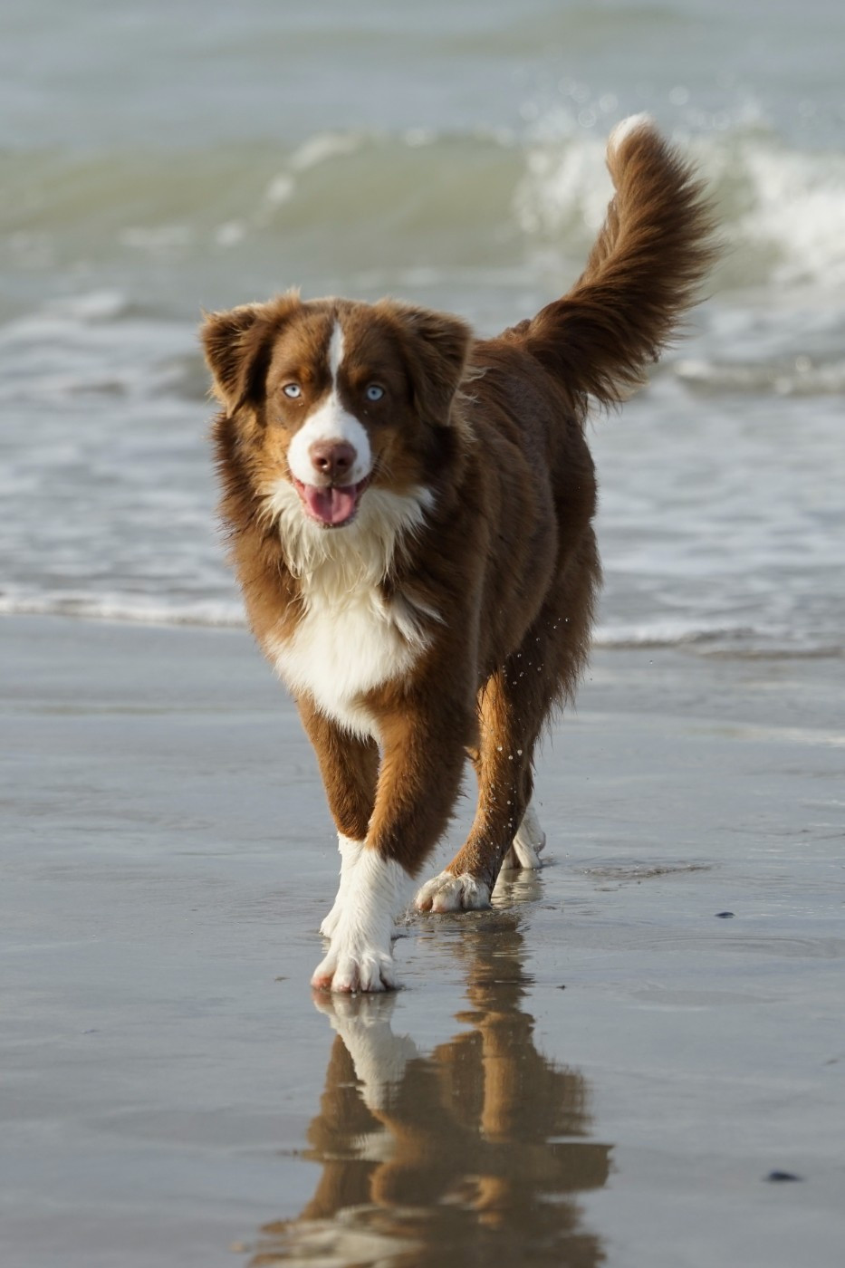 Aïka Des Onyx Du Mont Clair