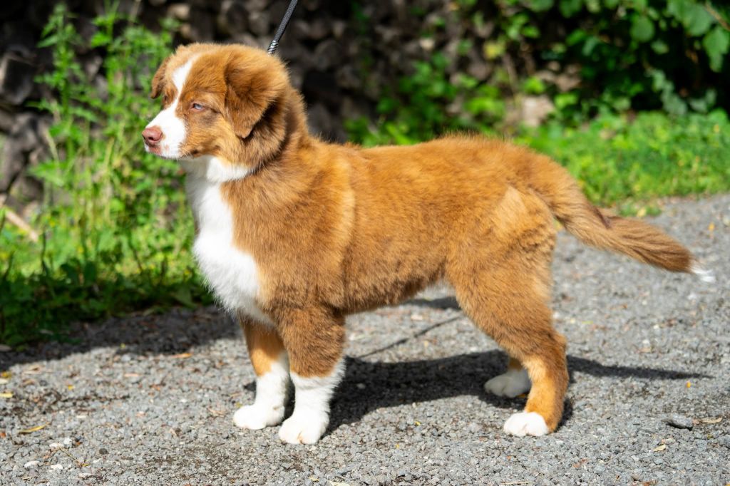 Aïka Des Onyx Du Mont Clair