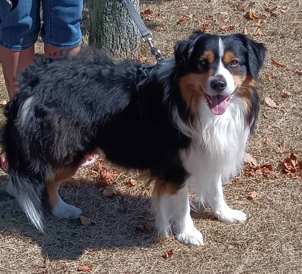 Tetris Des Onyx Du Mont Clair