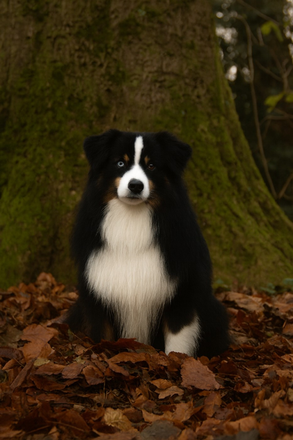 Thorgal (Sans Affixe)