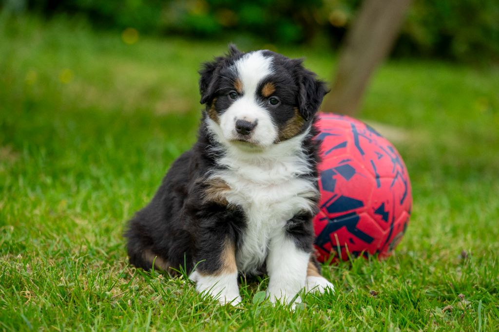 Des Onyx Du Mont Clair - Chiots disponibles - Berger Américain Miniature 