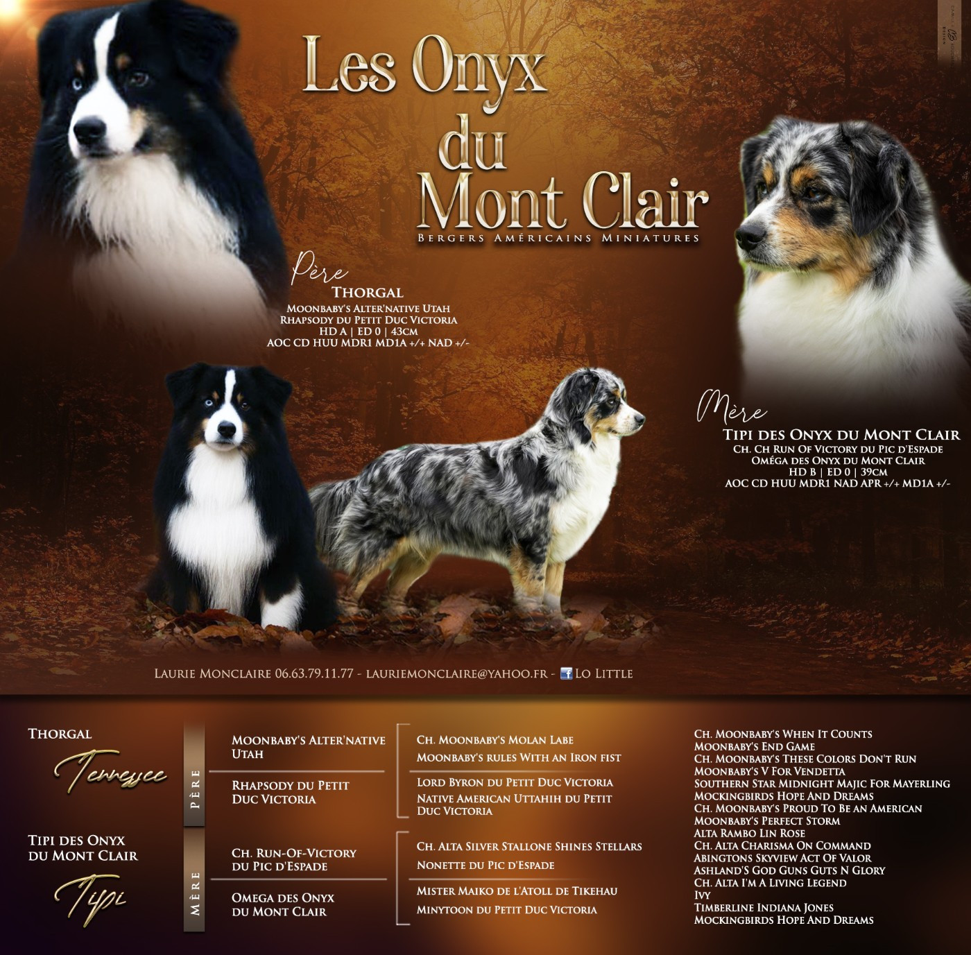 Des Onyx Du Mont Clair - Berger Américain Miniature  - Portée née le 29/01/2026