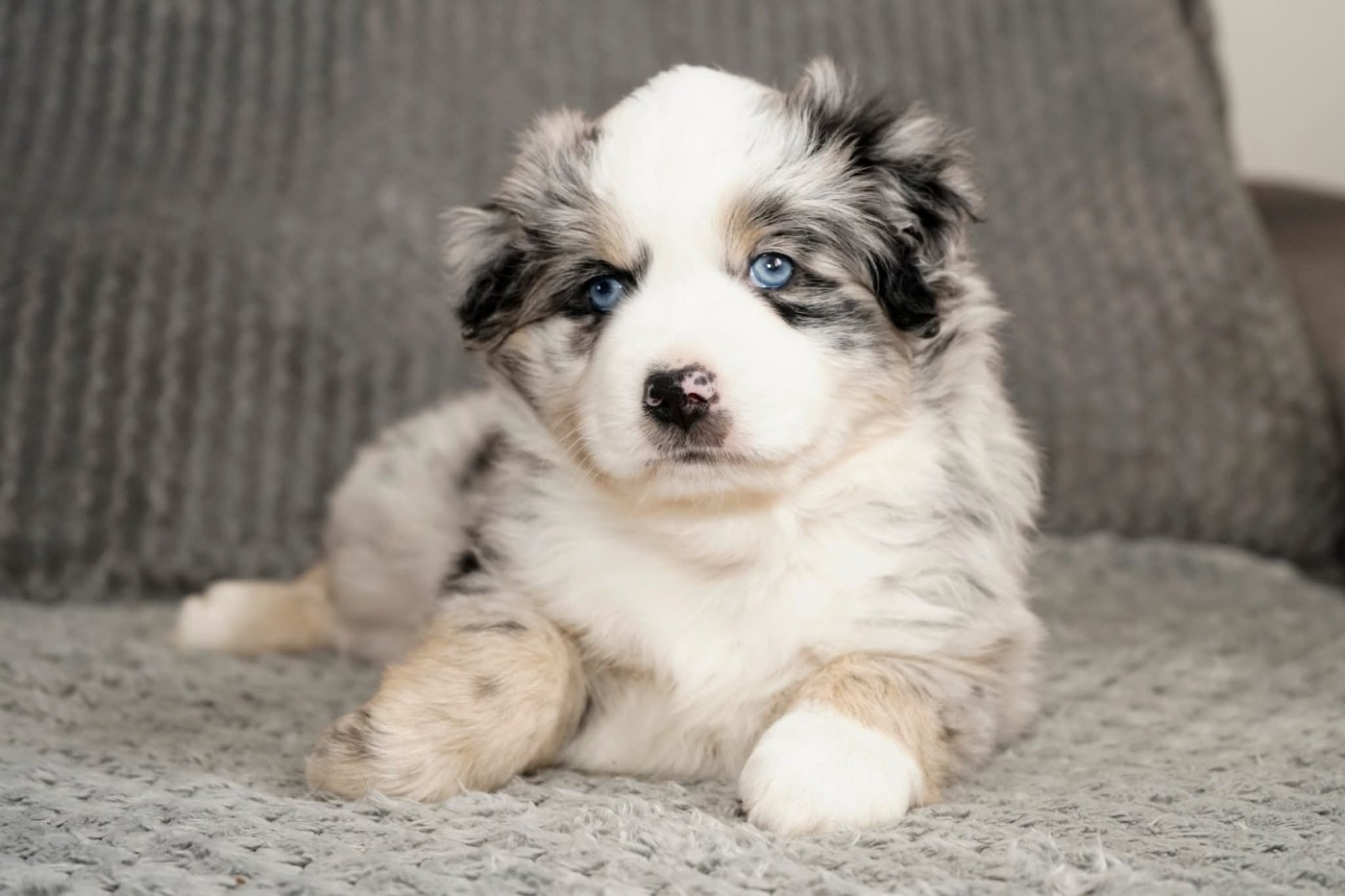 Des Onyx Du Mont Clair - Chiots disponibles - Berger Américain Miniature 