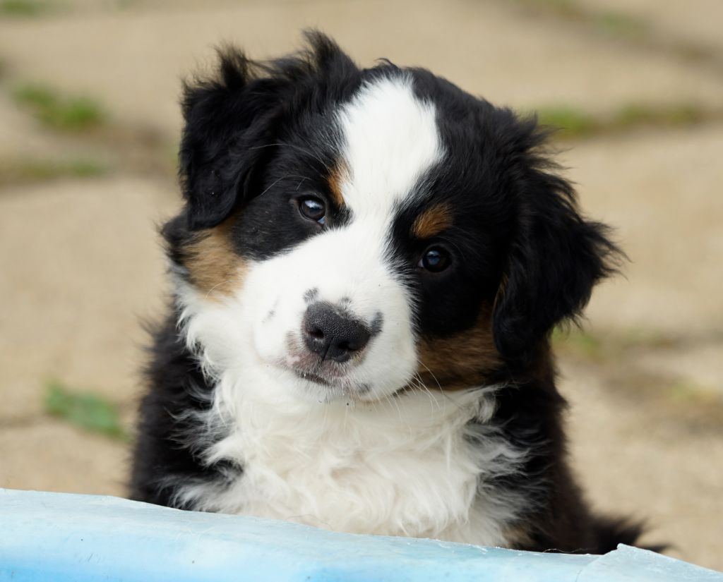 Des Onyx Du Mont Clair - Chiots disponibles - Berger Américain Miniature 